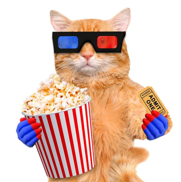 Gato viendo una película — Foto de Stock