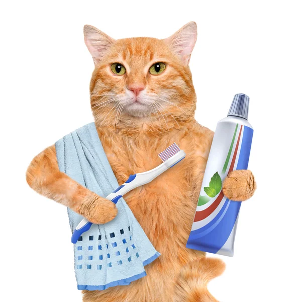 Borsta tänder katt. — Stockfoto