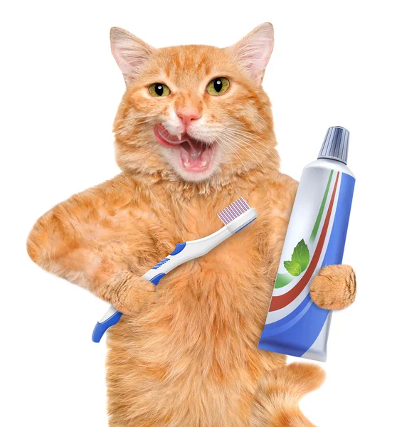 Brushing teeth cat. — Stock Photo, Image