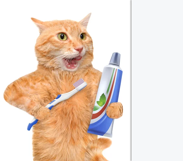 Brushing teeth cat. — Stock Photo, Image