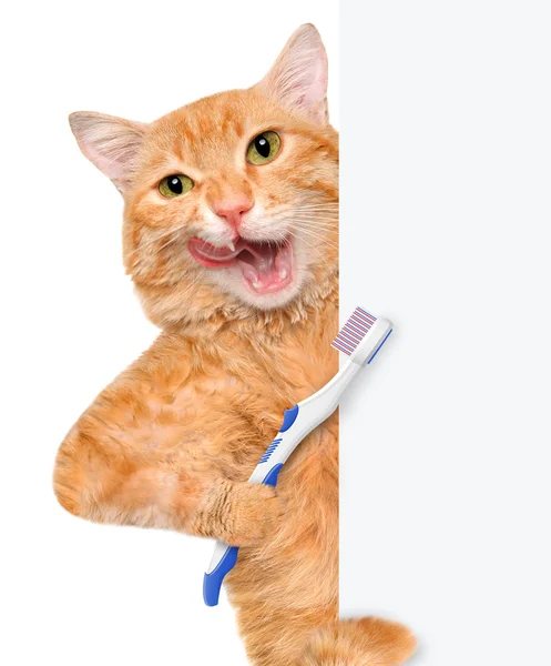 Brushing teeth cat. — Stock Photo, Image