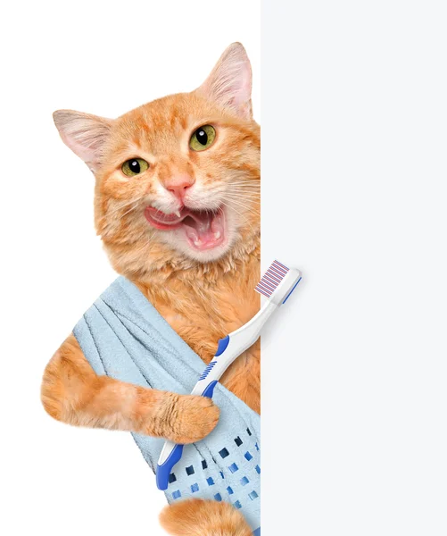 Borsta tänder katt. — Stockfoto