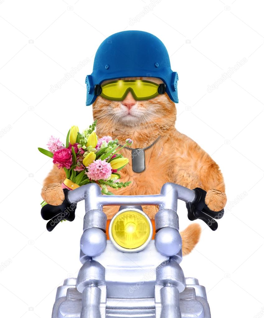 Motorcycle cat.