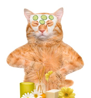 Spa yıkama kedi