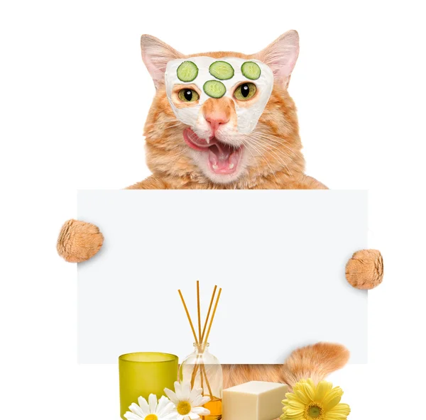 Spa wassen kat — Stockfoto