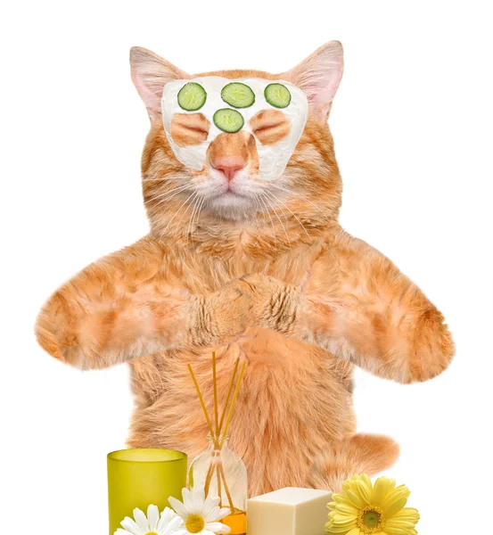 Spa tvätta katten — Stockfoto