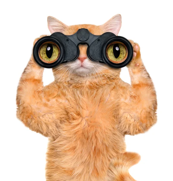 Binoculars cat searching, looking and observing with care. — Stock Photo, Image