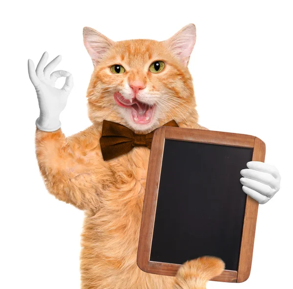 Cat chef. — Stock Fotó