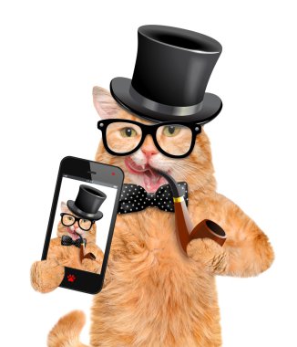 bir akıllı telefon ile bir selfie alarak kedi.