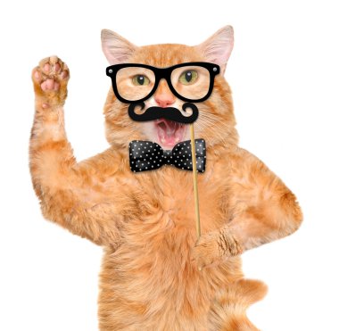 Hippi Kedi.