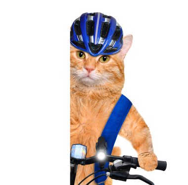 Kedi bisikletçi.