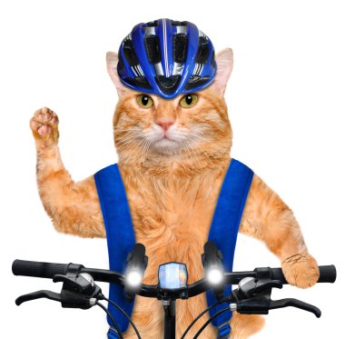 Kedi bisikletçi.