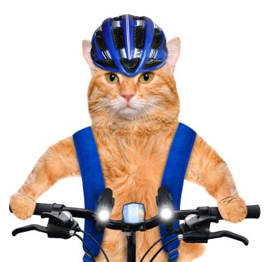 Kedi bisikletçi.