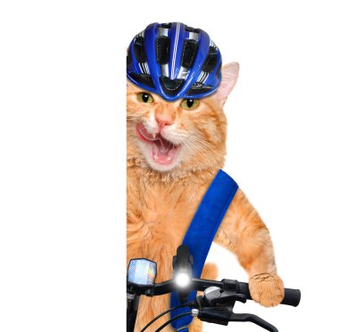 Kedi bisikletçi.