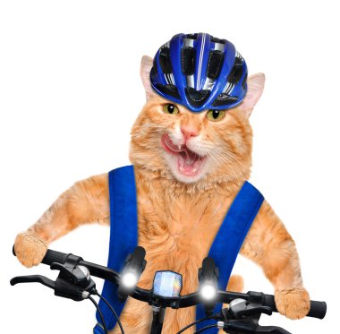 Kedi bisikletçi.