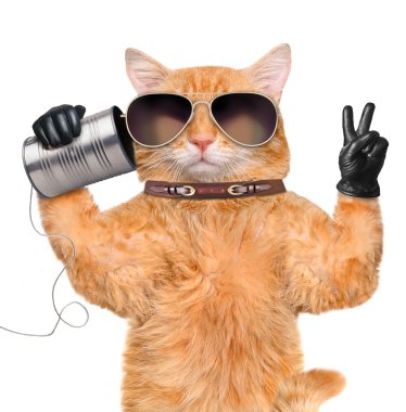 kedi için bir kutu ile telefon