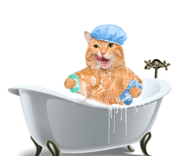 Lavagem de gatos — Fotografia de Stock
