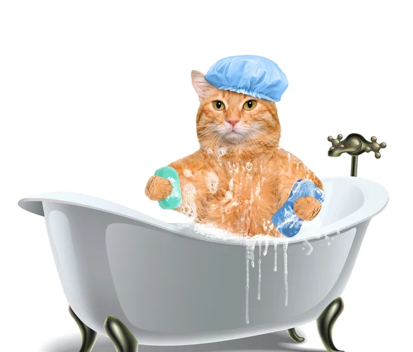 Lavados para gatos — Foto de Stock
