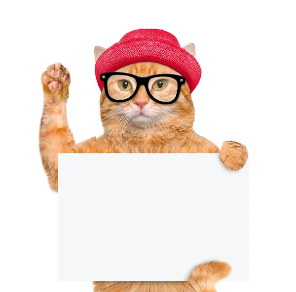 Cat holding in his paws white banner. — Stock Photo, Image