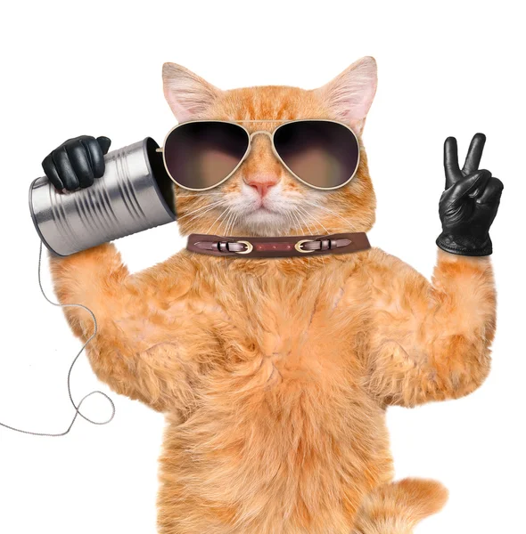 Cat on the phone with a can — Stock Photo, Image