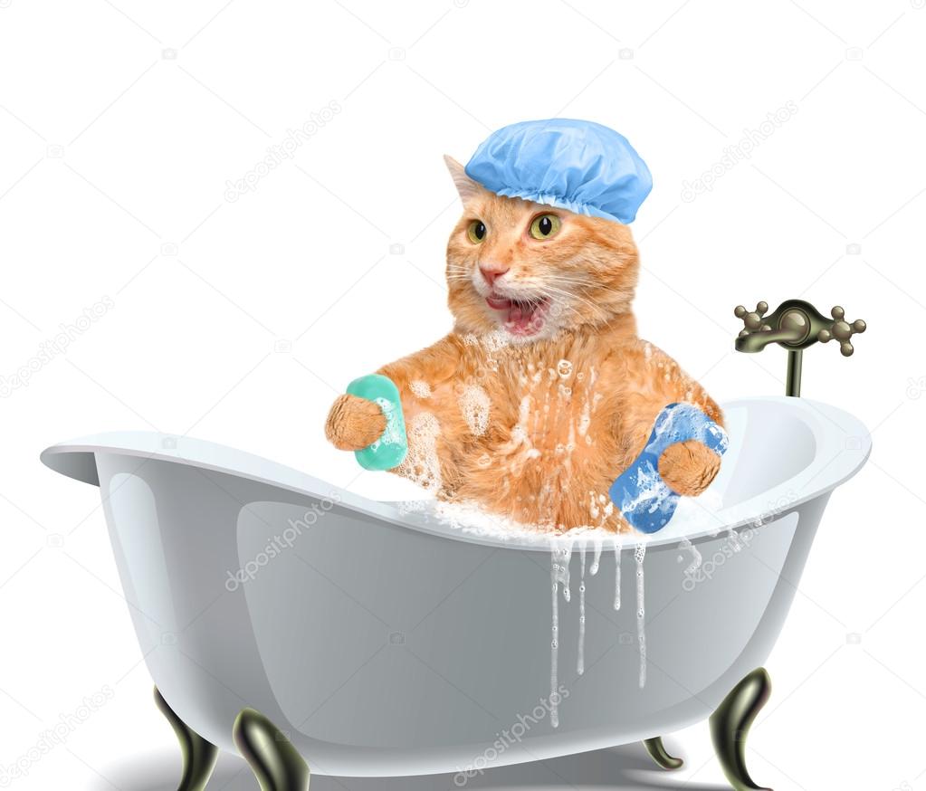 Cat washes