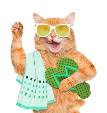 Kayış ile kedi.