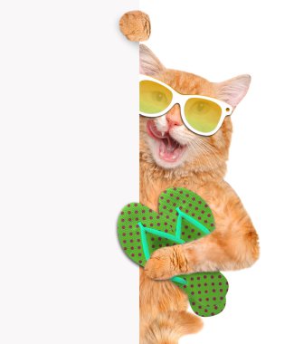 Kayış ile kedi.