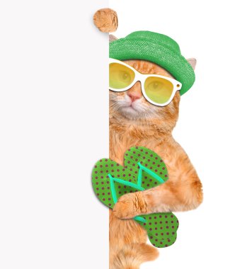 Kayış ile kedi.