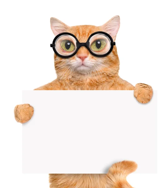 Kočka s brýlemi. — Stock fotografie