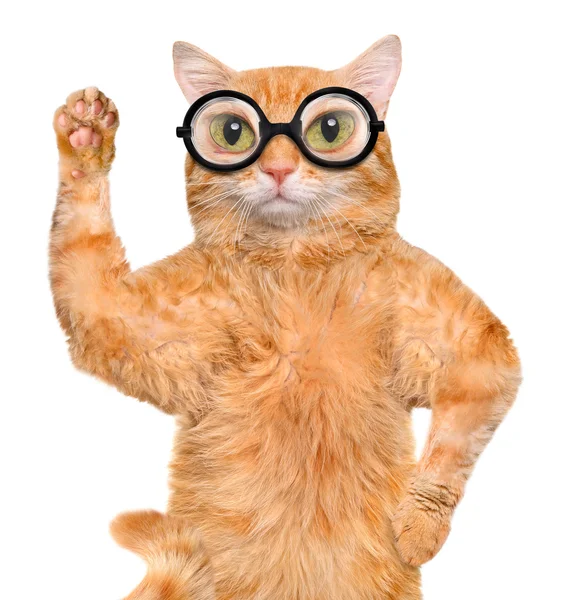 Kočka s brýlemi. — Stock fotografie