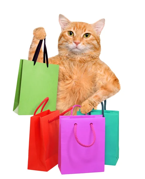 Alışveriş poşetli kedi . — Stok fotoğraf