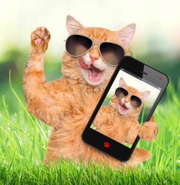 bir akıllı telefon ile bir selfie alarak kedi.