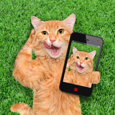 bir akıllı telefon ile bir selfie alarak kedi.