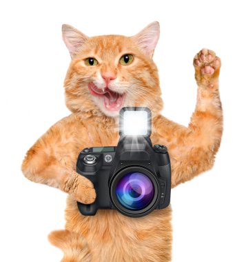 fotoğrafçı kedi.