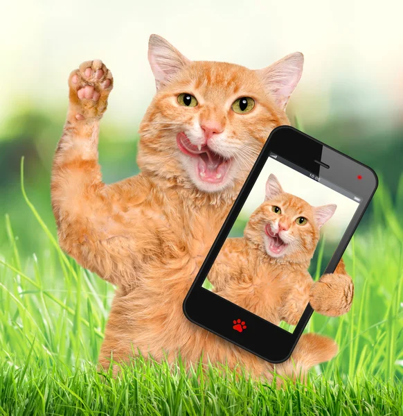 Katten tar en selfie med en smartphone. — Stockfoto