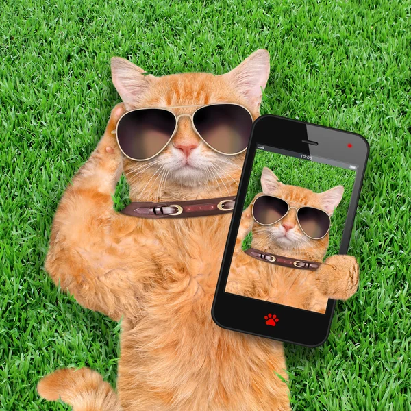 Katze macht Selfie mit dem Smartphone. — Stockfoto