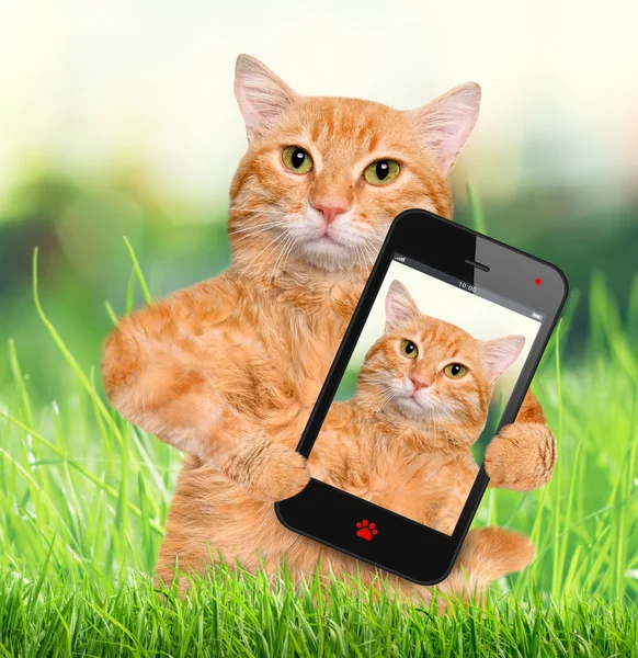 Katze macht Selfie mit dem Smartphone. — Stockfoto