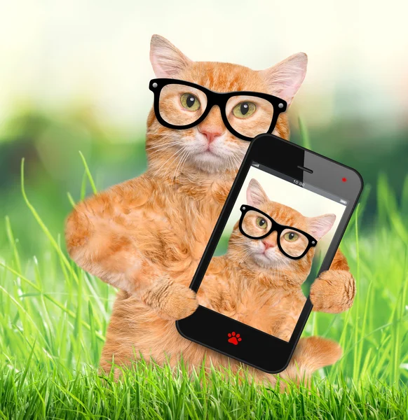 Kat nemen een selfie met een smartphone. — Stockfoto