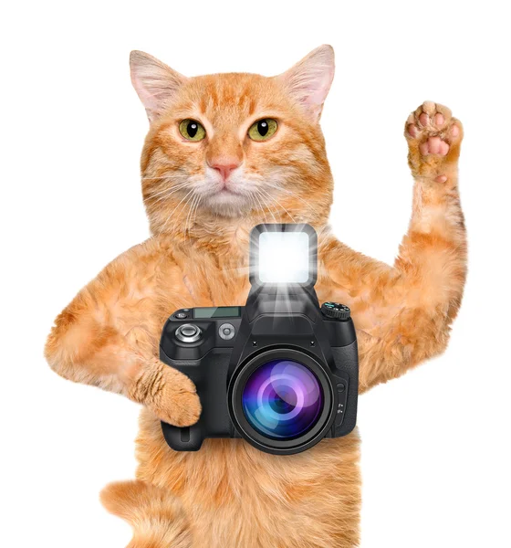 Fotógrafo gato . — Fotografia de Stock