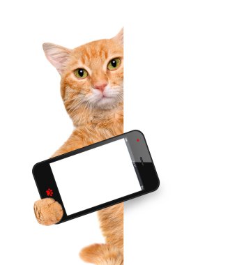 bir akıllı telefon ile bir selfie alarak kedi