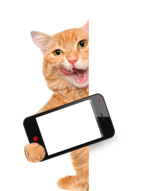 bir akıllı telefon ile bir selfie alarak kedi