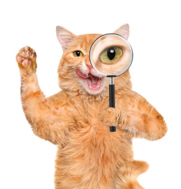 Cat with magnifying glass and searching