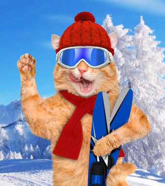 Kayaklar ile kedi