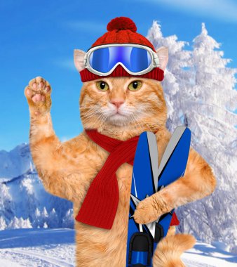 Kayaklar ile kedi