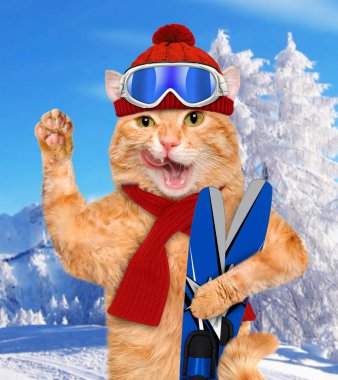 Kayaklar ile kedi