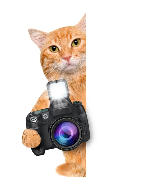 Photographer cat — Stok Foto