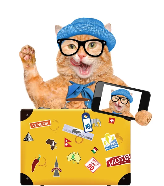 Kat nemen een selfie met een smartphone — Stockfoto
