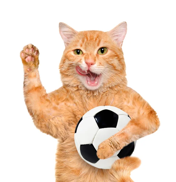 Кот с белым футбольным мячом — стоковое фото