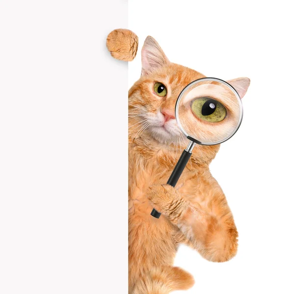 Cat with magnifying glass and searching — Stock Photo, Image