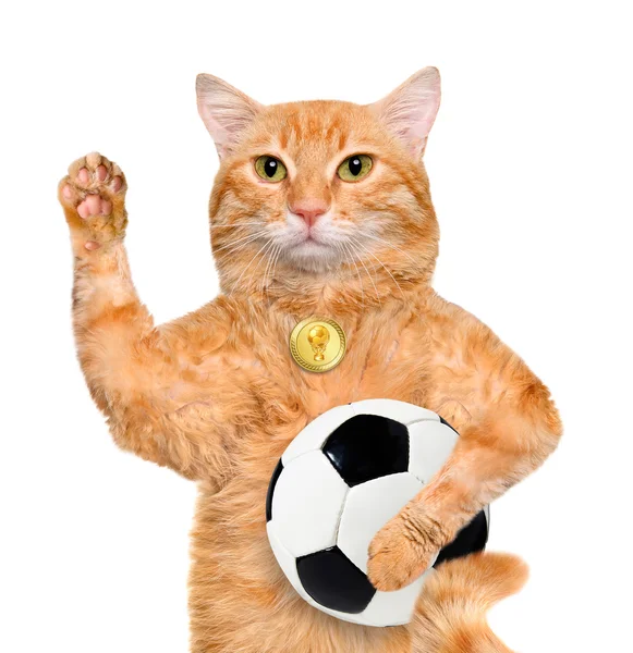 Gato com uma bola de futebol branco — Fotografia de Stock